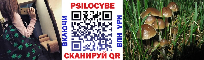 blacksprut ссылки Давлеканово Галлюциногенные грибы Psilocybine cubensis